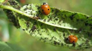 Coccinelle e Afidi [upl. by Bergman]