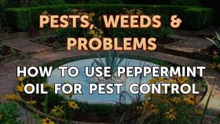 How to Use Peppermint Oil for Pest Control [upl. by Ringe]