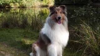 My Rough Collie my Buddy  I Cant Smile Without You [upl. by Aehcim]