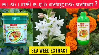 Seaweed Fertilizer  Bio Stimulent  Tamil [upl. by Enileda]