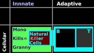 Lymphocyte Histology Natural Killer Cell Helper T Cytotoxic T cell B plasma antibody nucleus [upl. by Kirrad]