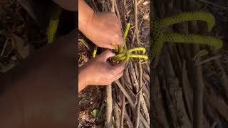 Very Useful Knot for bundling firewood [upl. by Thurstan]