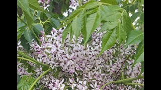 China Berry Tree [upl. by Deland]