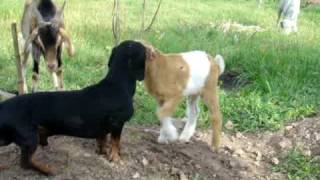 Cachorro vs Cabrito [upl. by Enenaj508]