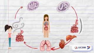 O CICLO DO ASCARIS LUMBRICOIDES  PARASITOLOGIA [upl. by Ymassej]