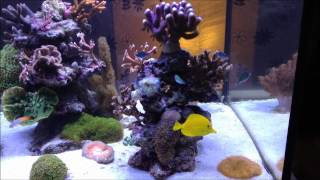 My Reef Tank 420L [upl. by Hcib]