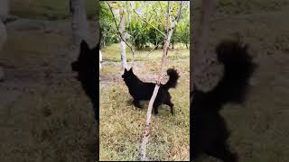 Groenendael  Belgian Sheep Dog Regal Shepherds [upl. by Caitlin413]