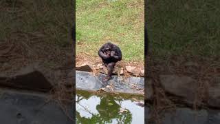 Chimp in zoo [upl. by Siocnarf]