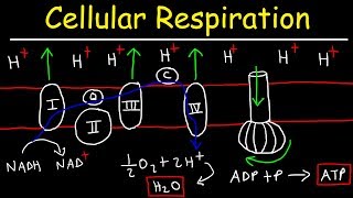 Cellular Respiration [upl. by Ellinej]