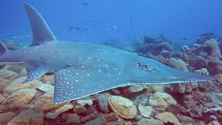 Giant Guitar shark Rhynchobatus djiddensis Nosy Tanikely National Park Madagascar 082024 [upl. by Ahsikyw808]