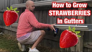 How to grow Strawberries in Gutters [upl. by Johnstone382]