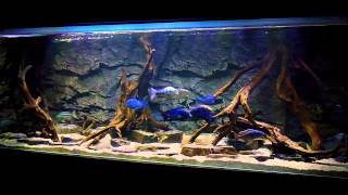 BLUE LUXURY AQUARIUM Malawi Haplochromines [upl. by Immac]