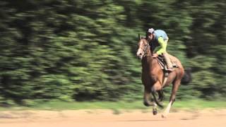 MÉTIERS Cavalier dEntrainement et Jockey  Ecole des courses Hippiques  AFASEC [upl. by Suryt711]