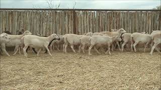 Dorper Cross Hair Sheep Ewe Lambs For Sale in Texas [upl. by Madai672]