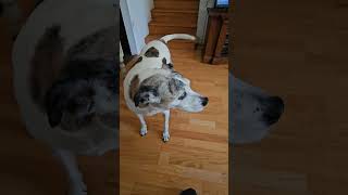 Dealing with 2 dogs dog doglover spoileddogs dogmom goodtimes shortvideo [upl. by Nisbet]