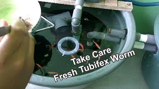 How To Take Care Fresh Tubifex Worm [upl. by Noisla]