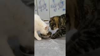 Funny videos 😂😂 Animal funny videos cats and dogs funny video clipsfunnyanimalscomedy [upl. by Suoinuj]