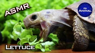 ASMR Turtle Tortoise Eating LETTUCE Mukbang 먹방 🐢22 [upl. by Tranquada]