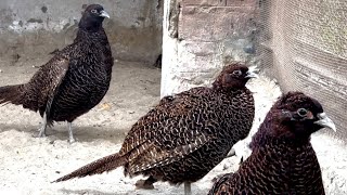 Pheasant Females Separated from the Males  Pheasant Females Beauty [upl. by Derr]