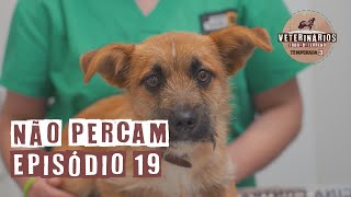 Q  Veterinários TodooTerreno  Temporada 3  Ep 19 [upl. by Prudence277]