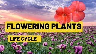 Life cycle of flowering plants  From seed germination to adult plants  Lesson for Kids [upl. by Attevaj739]