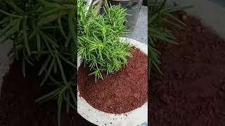 plant shifted in a gamla😅rosemaryplantshortsubscribe [upl. by Sherlocke]