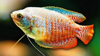 Dwarf Gourami Care Guide  Amazing Aquarium Fish [upl. by Notlimah]