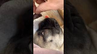 How Dogs Use Their Incredible Sense of Smell [upl. by Ecirum]