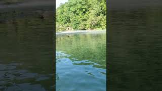 Maramec Spring from the Meramec River fishing trout smallmouth bass [upl. by Violet]