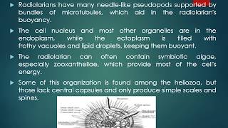 Radiolarian and their Shells [upl. by Nnyleak]