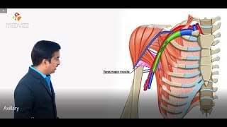 Axillary vein and its tributaries  Upper limb gross anatomy  Dr G Bhanu Prakash medical animation [upl. by Nerrual]