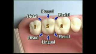 V109 Patient Records Management amp Dental Charting [upl. by Noicpecnoc]