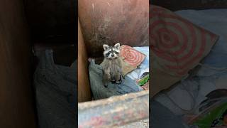 Helped out a raccoon Sound up racoons wildlife wildlifephotography nature racoon youtube [upl. by Nonnahsed]