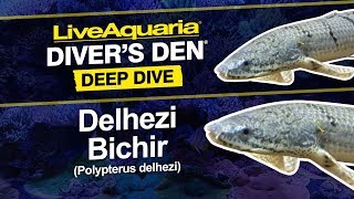 LiveAquaria® Diver’s Den® Deep Dive Delhezi Bichir Polypterus delhezi [upl. by Nyrok]