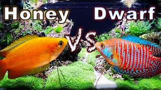 Honey Gourami vs Dwarf Gourami Which One is Right For You [upl. by Florenza154]