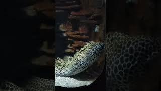 electric eel fish shocking fish 🐠😮 chavakkad marine world aquarium Avk world shorts [upl. by Letnuahc]