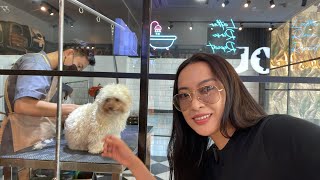 MOCHA USON VLOG Grooming day of Trooper and Toffee🐶 [upl. by Dalury]