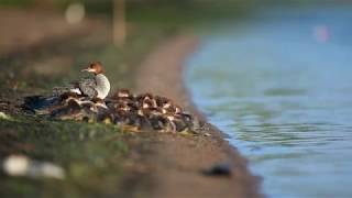 Common Mergansers [upl. by Bundy]