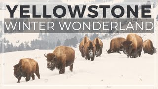 How to Visit Yellowstone in Winter 14 things to know [upl. by Yehs]