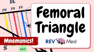 Femoral Triangle Anatomy Using Mnemonics MADE EASY [upl. by Tija685]