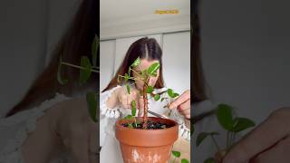 How to propagate a Pilea plant Did you know you can root a Pilea Peperomioides plant hydroplant [upl. by Ambrosine]