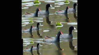 coot and moorhen bird call song [upl. by Assiled596]