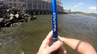 Catching Spring Shad at Conowingo Dam [upl. by Michiko]