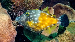 Facts The Whitespotted Filefish [upl. by Atil]