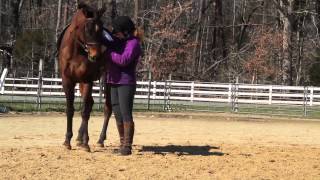 Transformational Dressage  Beginning inhand work with a green horse [upl. by Alpers]