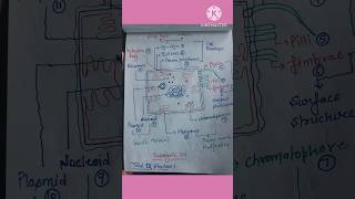 Prokaryotic Cell Structure  Bacterial Cell  Prokaryotic Cell  NEET DOUBT BOTANY  Bacteria [upl. by Randi]