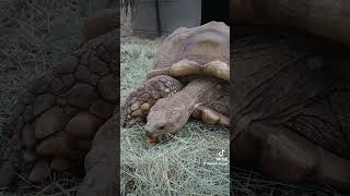 40 year old tortoise eating amp enjoying that palm fruit tortoise wildlife [upl. by Beniamino]