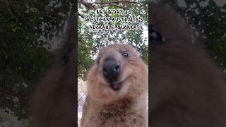 Say Gday to Western Australias Adorable Quokkas [upl. by Neeleuqcaj290]