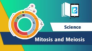 Difference between MitosisampMeiosisCell Cycle3D AnimationScienceAnimated Science Videoelearn K12 [upl. by Jennifer]