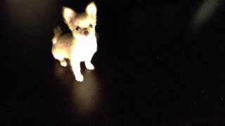 Chihuahua Puppy Barking [upl. by Auhsohey27]